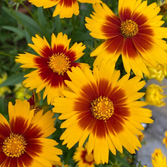 Meet your Posher, Priscilla - Picture 1 of 1